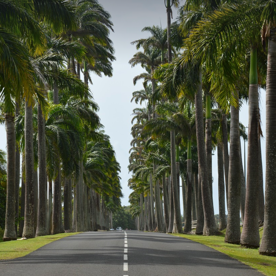 photo de l'allee dumanoir a caspesterre belle eau guadeloupe