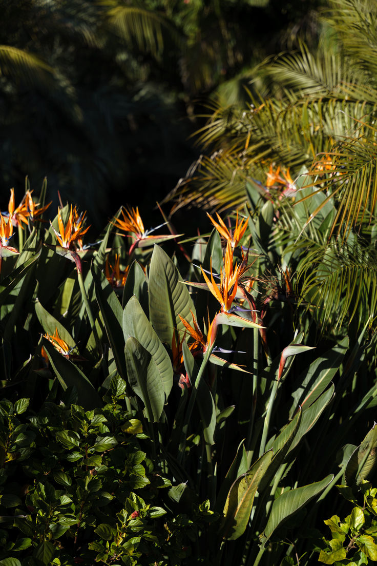 brassées d'oiseaux de paradis