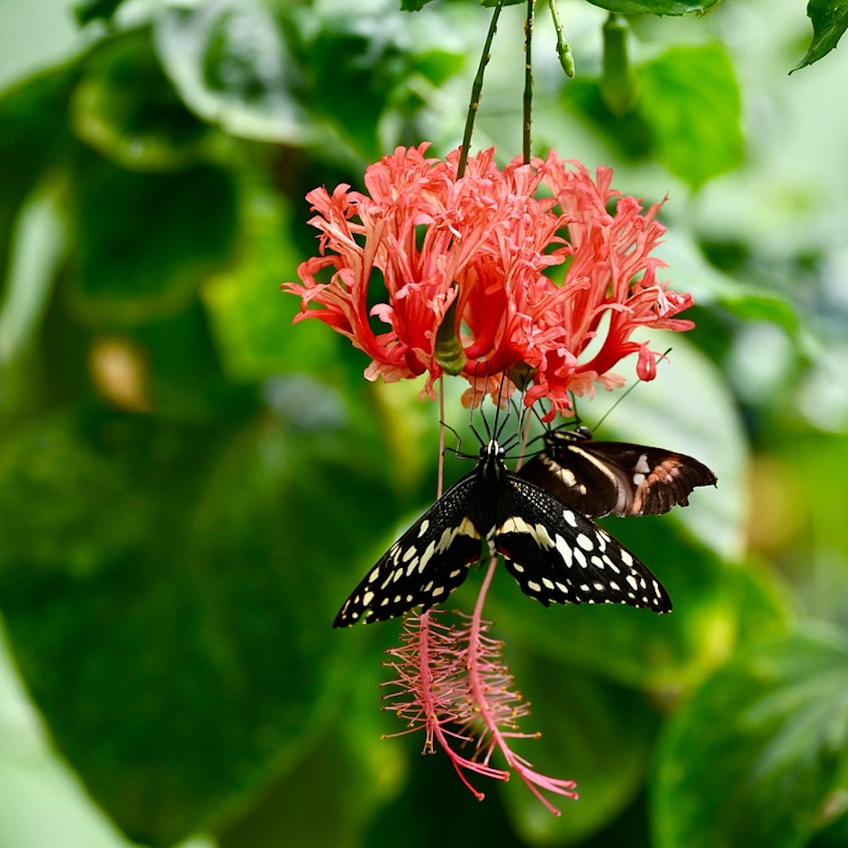 papillon qui butine une fleur tropicale