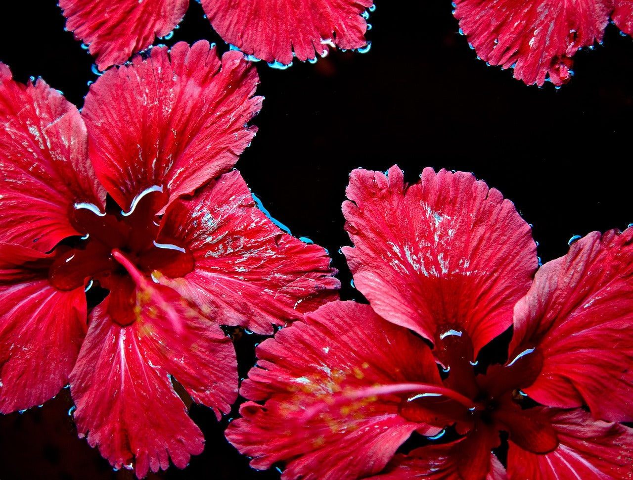 hibiscus sur fond noir